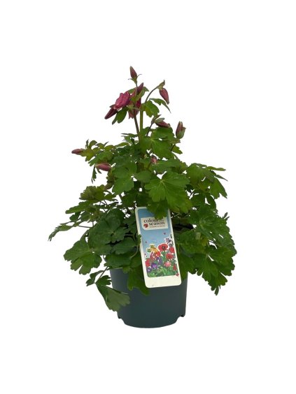 Aquilegia caerulea 'Spring Magic' V40cm