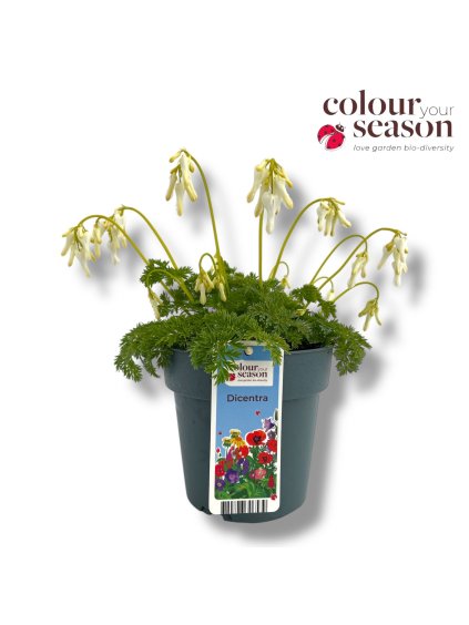 Dicentra 'Amore Titanium' V30cm