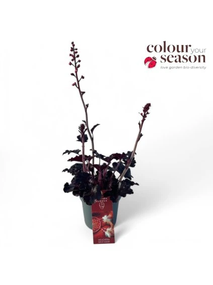 Heuchera 'Indian Summer' Blooming Black V40cm