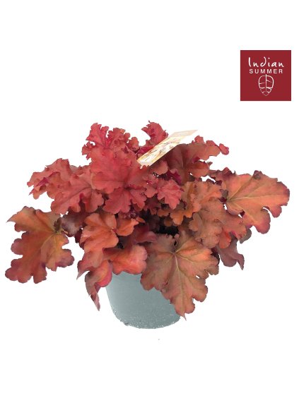 Heuchera 'Indian Summer' Red V30cm