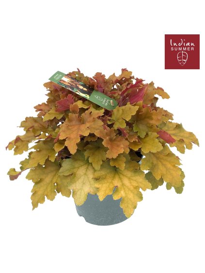 Heuchera 'Indian Summer' Orange V30cm