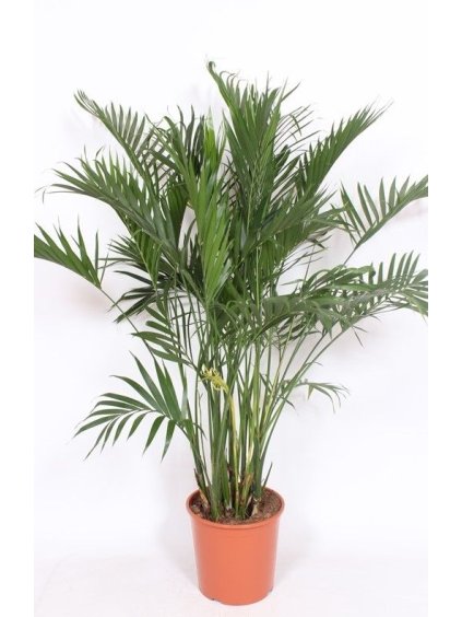 Chamaedorea cataractarum V140cm