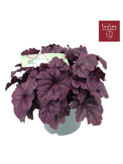 Heuchera 'Indian Summer' V30cm