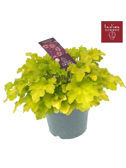 Heuchera 'Indian Summer' V30cm