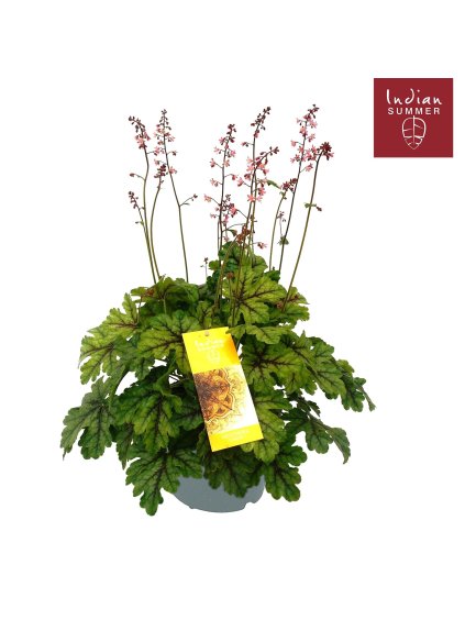 Heuchera 'Indian Summer' V50cm
