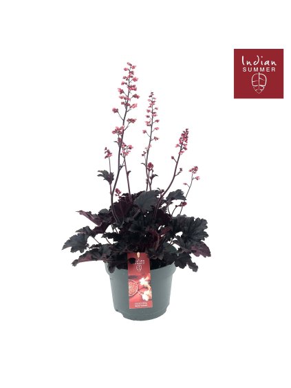 Heuchera 'Indian Summer' V50cm