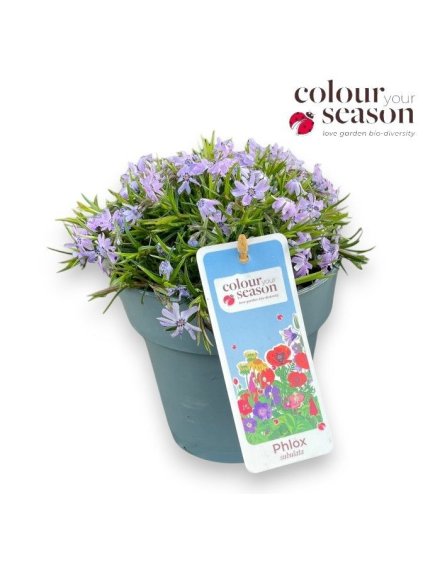 Phlox subulata 'Fabulous' V25cm