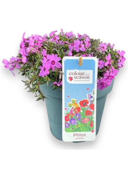 Phlox subulata 'Fabulous' V25cm