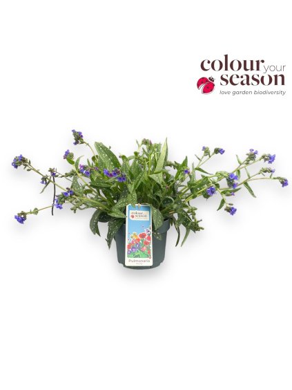 Pulmonaria angustifolia V30cm