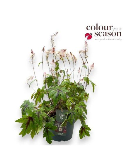 Tiarella 'Indian Summer' Sugar and Spice V40cm