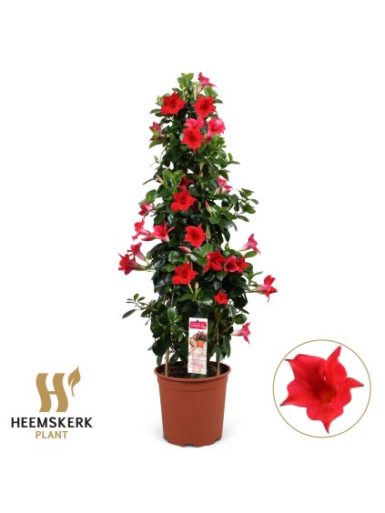 Mandevilla sanderi Summerstar Red V95cm