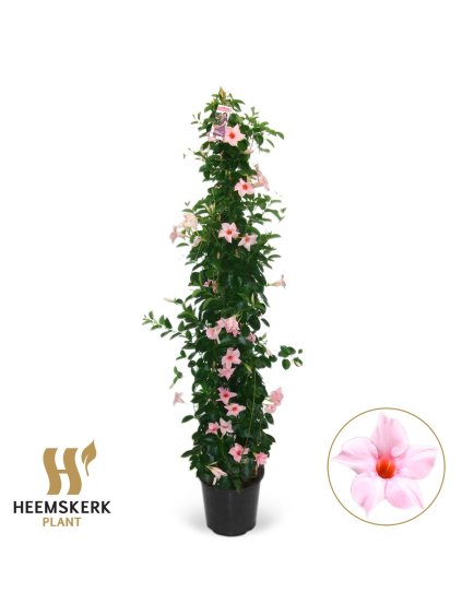 Mandevilla sanderi Summerstar Eagle Eye V180cm