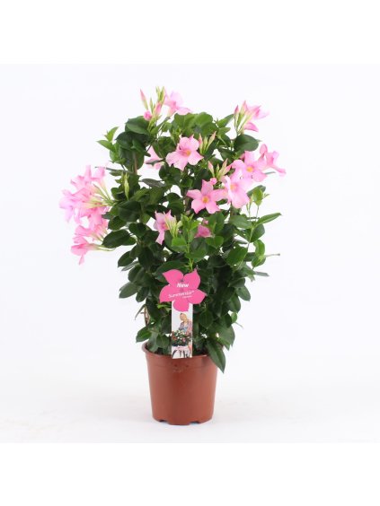 Mandevilla sanderi Summerstar Pink Magic V75cm