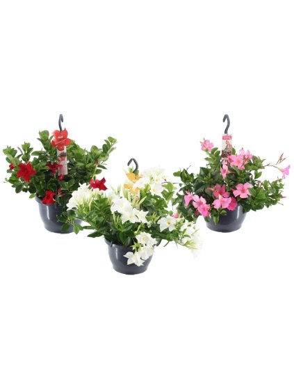 Mandevilla Sundaville mix V50cm