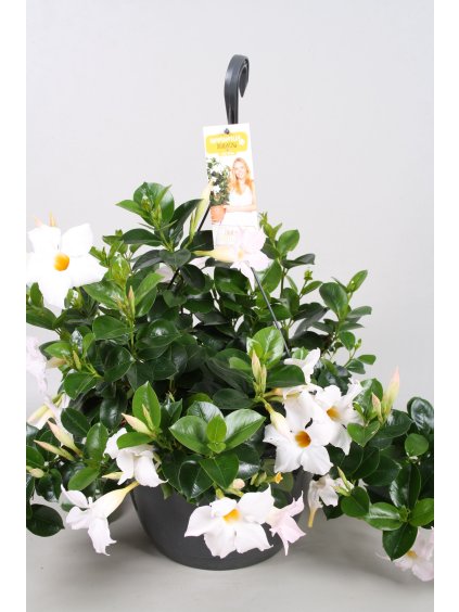 Mandevilla sanderi Summerstar White V50cm