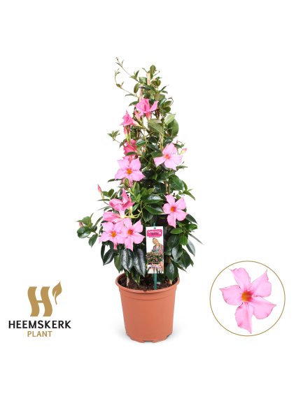 Mandevilla sanderi Summerstar Pink Magic V75cm