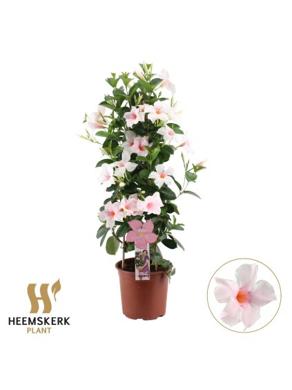 Mandevilla sanderi Summerstar Pink Touch V75cm