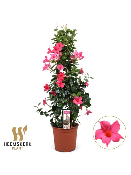Mandevilla sanderi Summerstar Pink V75cm