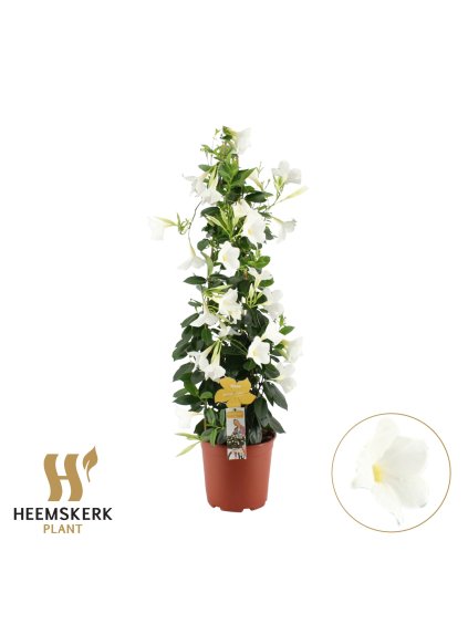 Mandevilla sanderi Summerstar White V75cm