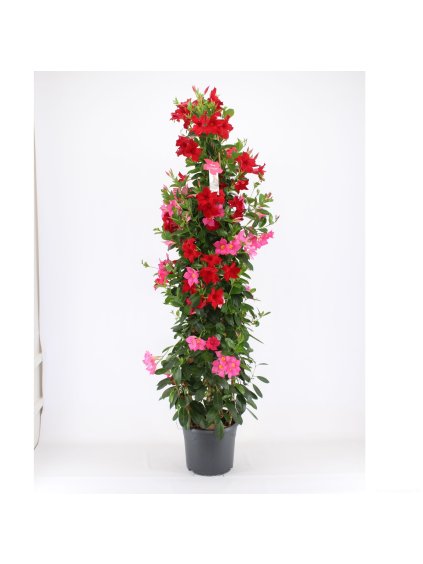 Mandevilla 2 Colours Pink/Red V180cm