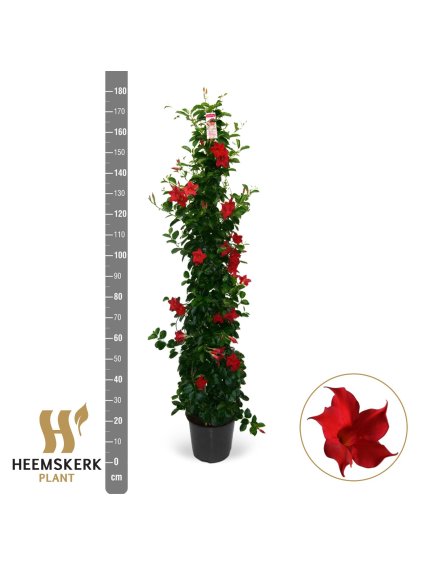 Mandevilla sanderi Summerstar Red V180cm