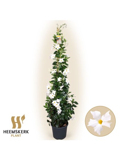 Mandevilla sanderi Summerstar White V180cm