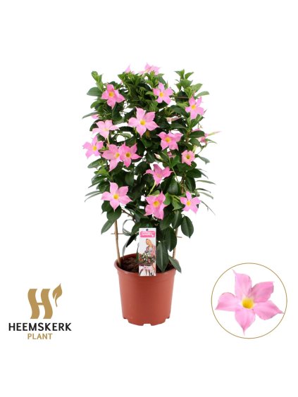 Mandevilla sanderi Summerstar Eagle Eye V75cm