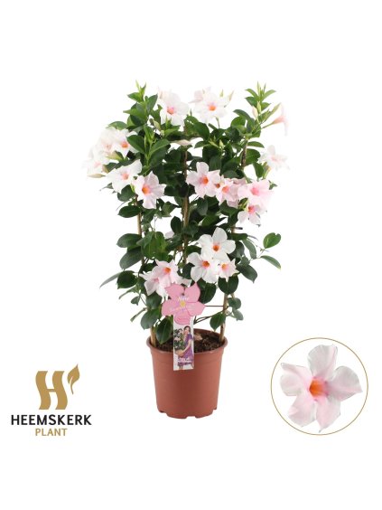 Mandevilla sanderi Summerstar Pink Touch V75cm
