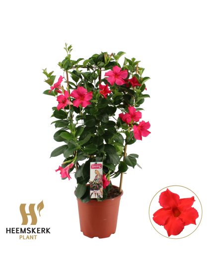 Mandevilla sanderi Summerstar Pink V75cm