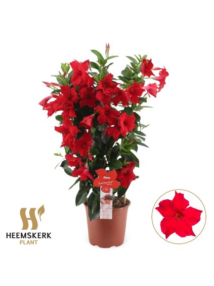 Mandevilla sanderi Summerstar Red V75cm