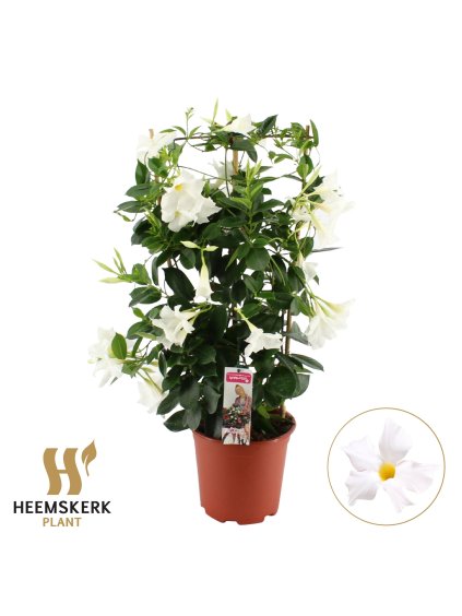 Mandevilla sanderi Summerstar White V75cm