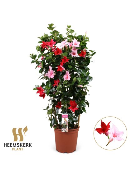Mandevilla 2 Colours Pink/Red V95cm