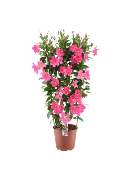 Mandevilla sanderi Summerstar Eagle Eye V95cm