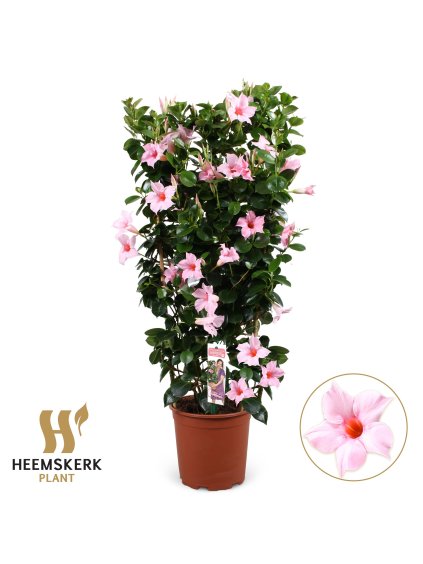 Mandevilla sanderi Summerstar Pink Touch V95cm