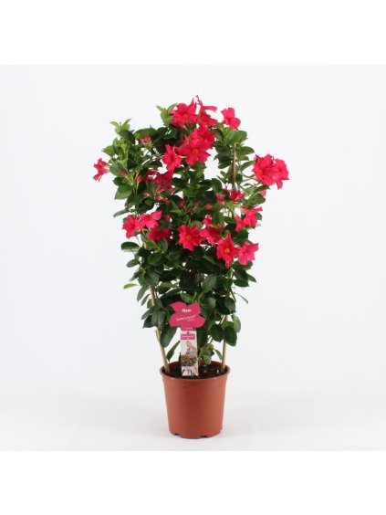 Mandevilla sanderi Summerstar Pink V95cm