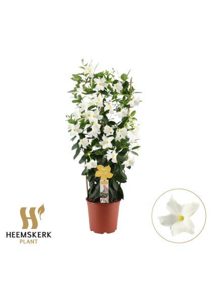 Mandevilla sanderi Summerstar White V95cm