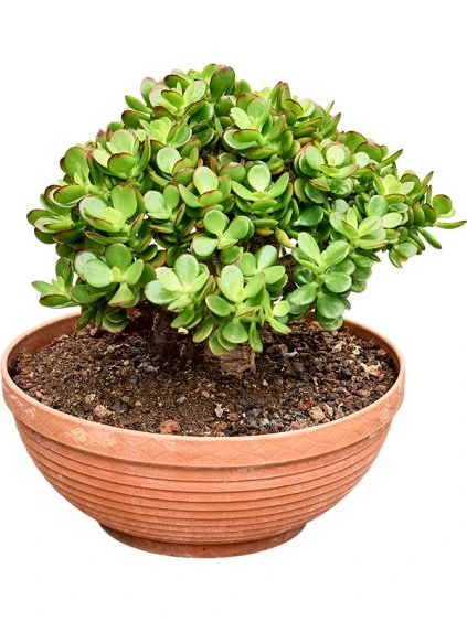 Crassula ovata 'Minor' R30cm V25cm