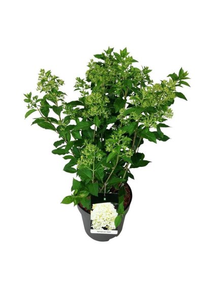 Hydrangea paniculata 'Skyfall' R32cm V90cm