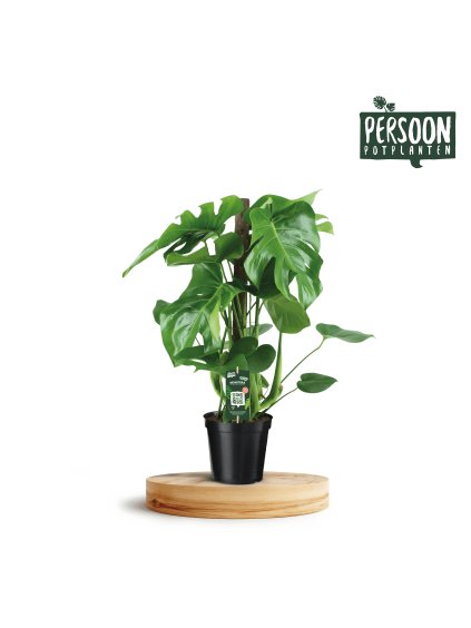Monstera deliciosa V70cm
