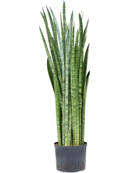 Sansevieria zeylanica 'Narrow' R25cm V90cm