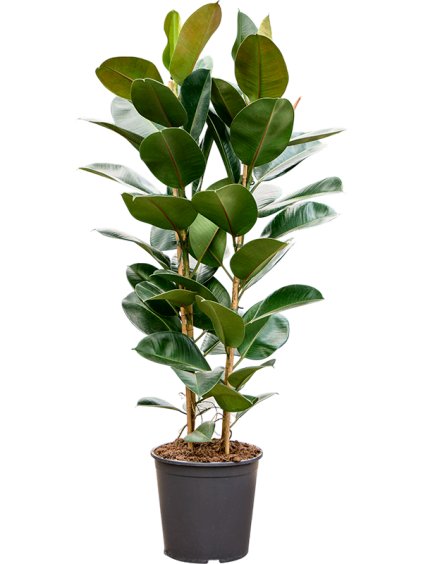 Ficus elastica 'Robusta' R30cm V150cm