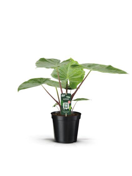 Alocasia Imperial Red V70cm