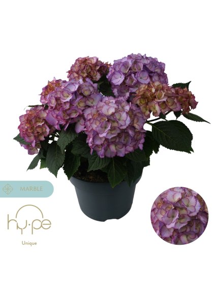 Hydrangea macrophylla Ave Blue 7+ V45cm