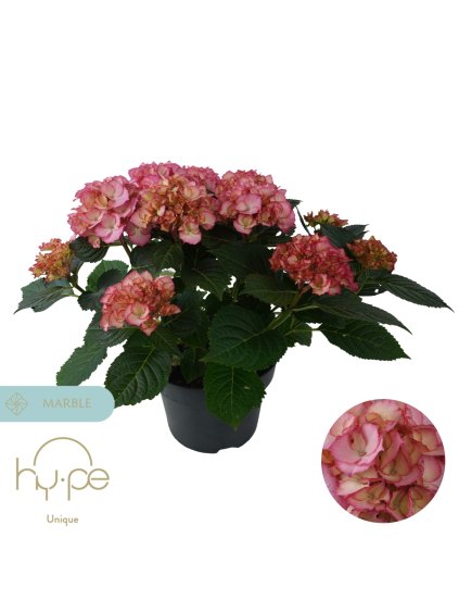 Hydrangea macrophylla Ave Pink 7+ V45cm