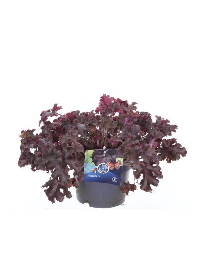 Heuchera Melting Fire V40cm