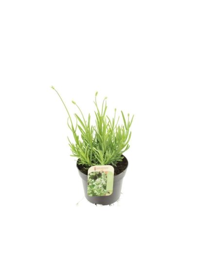Lavandula ang. Auromatico Silver V30cm