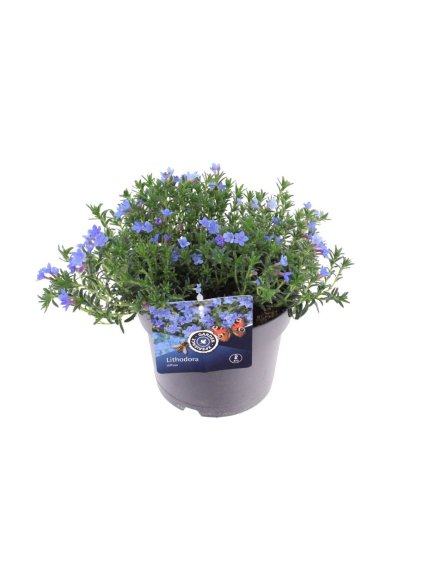 Lithodora diffusa Compact Blue V25cm