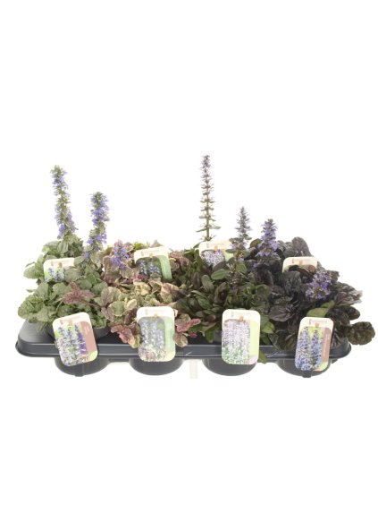 Ajuga reptans mix V30cm
