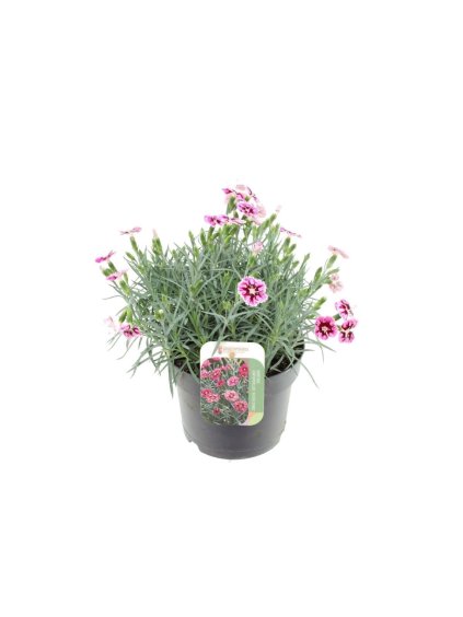 Dianthus Silver Stars Supernova V30cm