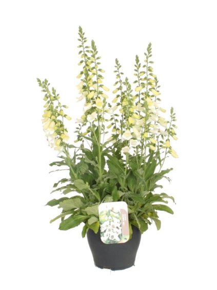 Digitalis purpurea Dalmatian White V80cm